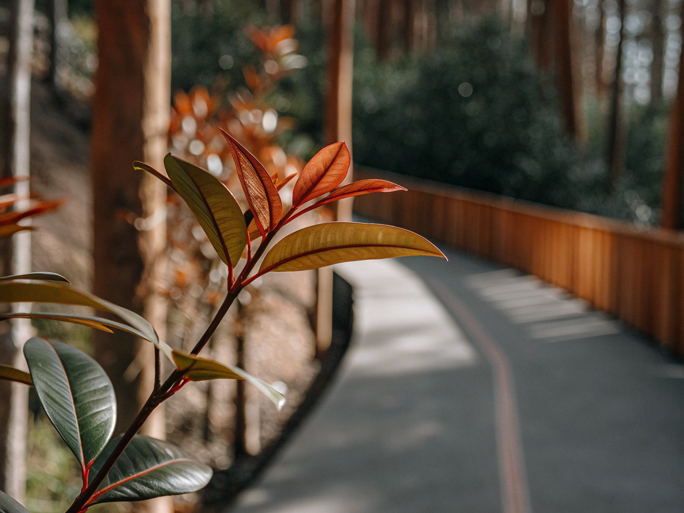 Levada do Rei (PR 18): bezpieczny spacer przez las laurowy Laurissilva